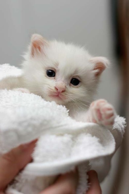 kitty wrap