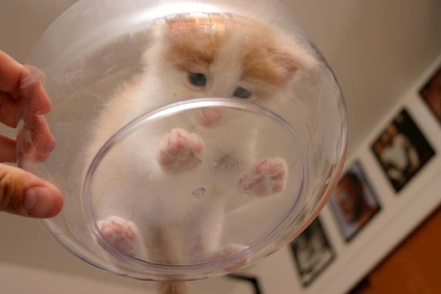 glass bottom